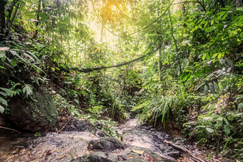 Tropical rainforest in Bukit Lawang, Sumatra, Indonesia