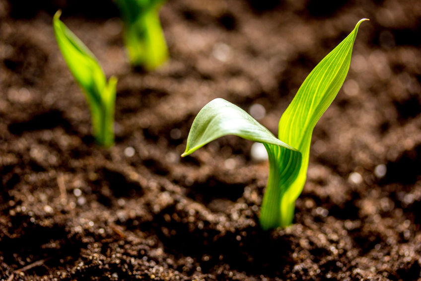 Concept appearance of life sprout from soil close up